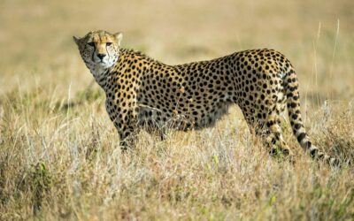 When An African Safari Calls to Your Soul…